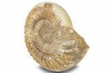 Jurassic Ammonite (Kranosphinctes?) Fossil - Madagascar #253207-2